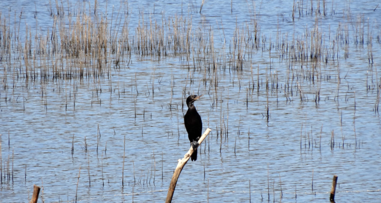 reclamaciones Vegas de Chivilcán