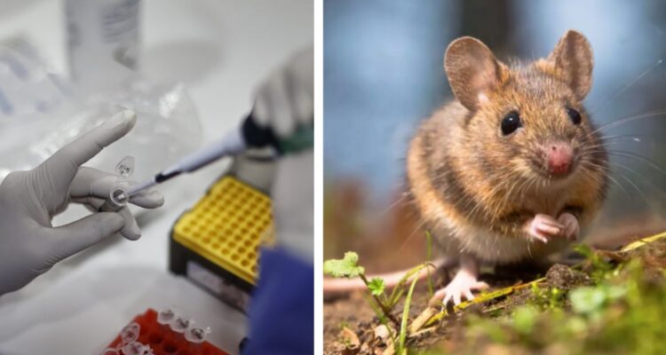 Tras la primera muerte de una persona por Hanta en la temporada, cuáles son los síntomas del virus, cómo prevenirlo y cómo se contagia