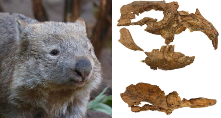 Encuentran restos fósiles de un wombat gigante en Australia