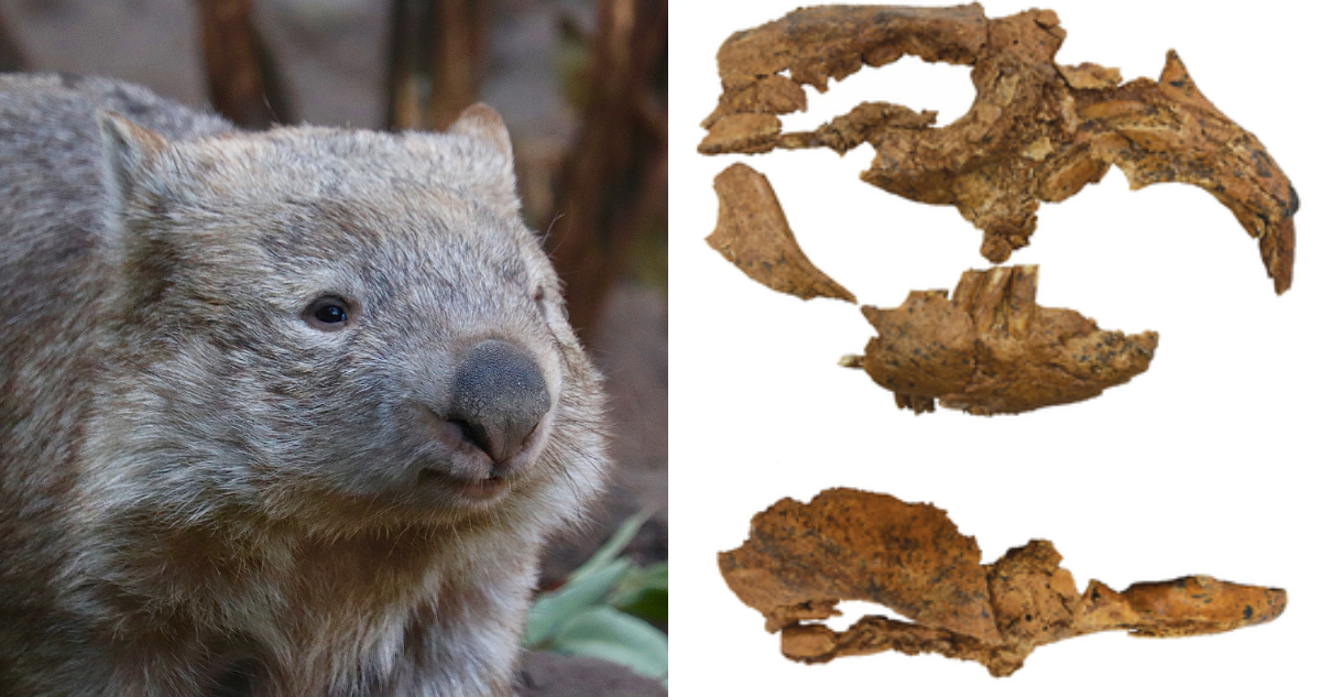 Encuentran restos fósiles de un wombat gigante en Australia