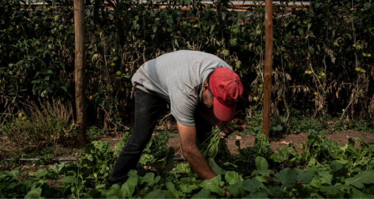 12 mil hectáreas han sido cosechadas en La Araucanía