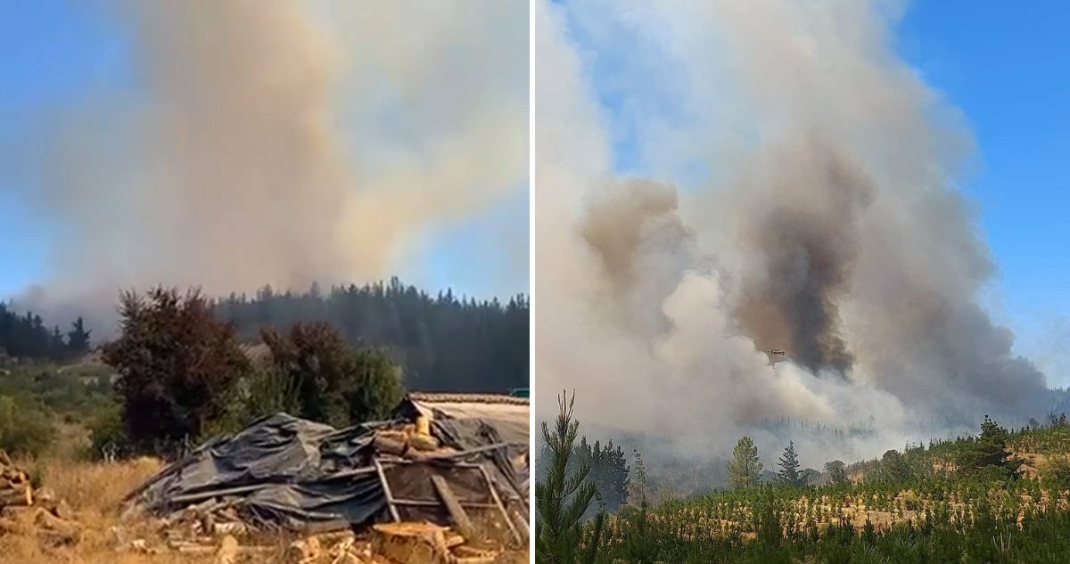 Declaran alerta Roja en Quirihue y Portezuelo por incendios forestales: más de 30 hectáreas consumidas