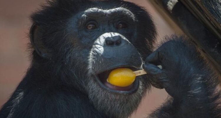 Los regalones: zoológico de Río de Janeiro ofreció helados a animales para combatir el calor