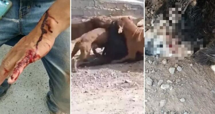 Denuncian ataques de perros pitbulls entrenados para matar en Antofagasta