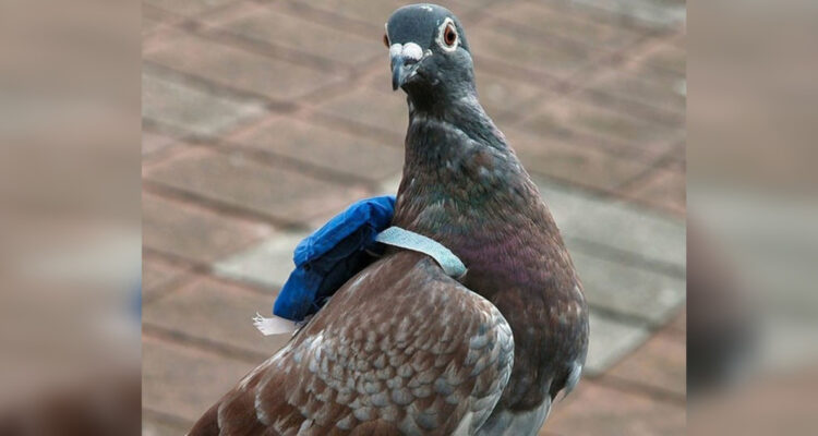Atrapan a una paloma portando una pequeña “mochila” con droga al interior de una prisión en Canadá