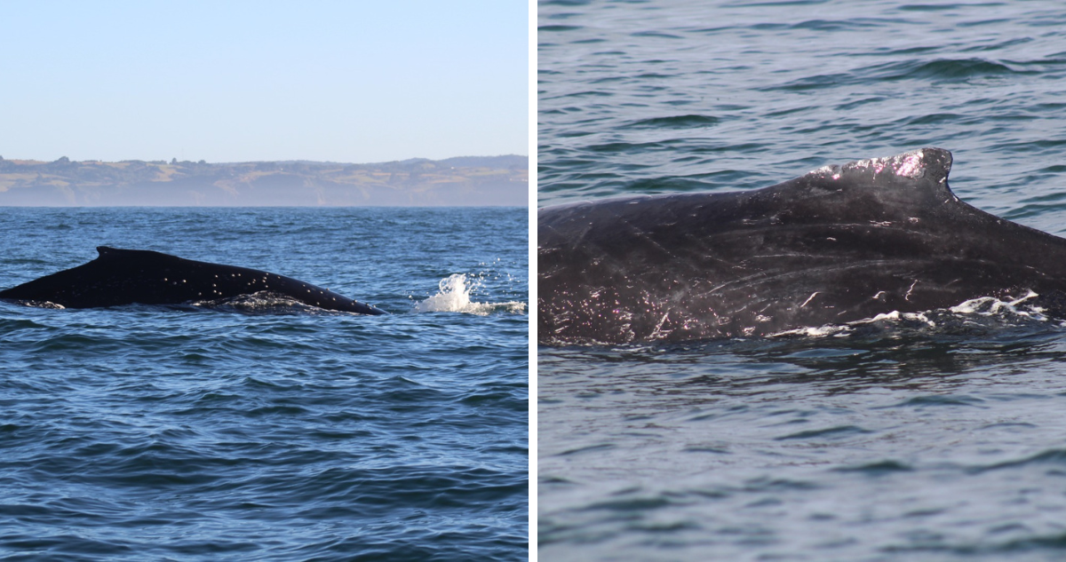 Avistamiento de ballenas en Chiloé