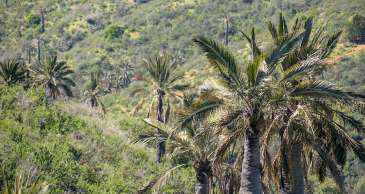 Bosque nativo expertos llaman a cuidar y no talar la palma chilena tras incendios en Viña del Mar