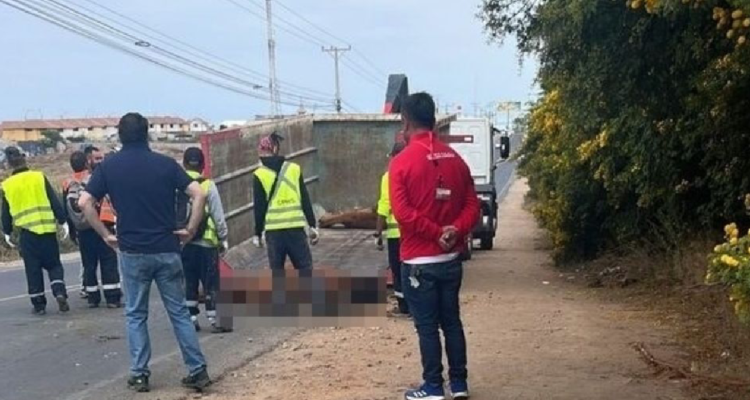 Cuatro caballos murieron tras ser impactados por vehículo en La Serena: conductor está en buen estado