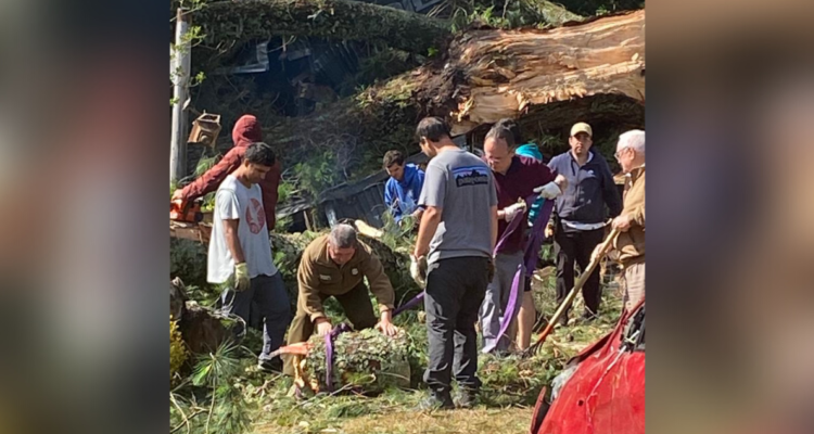 caída de árbol sobre cabaña