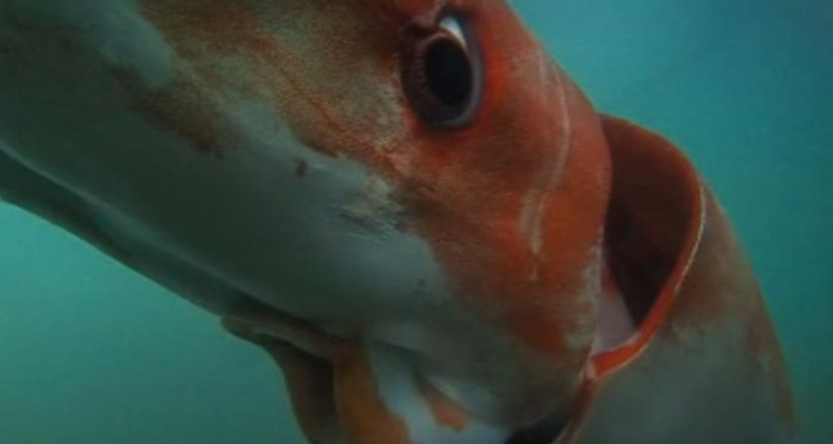 Encuentro con calamar gigante