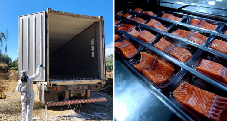 En prisión queda conductor de camión que simuló robo de 40 toneladas de salmones en Mariquina