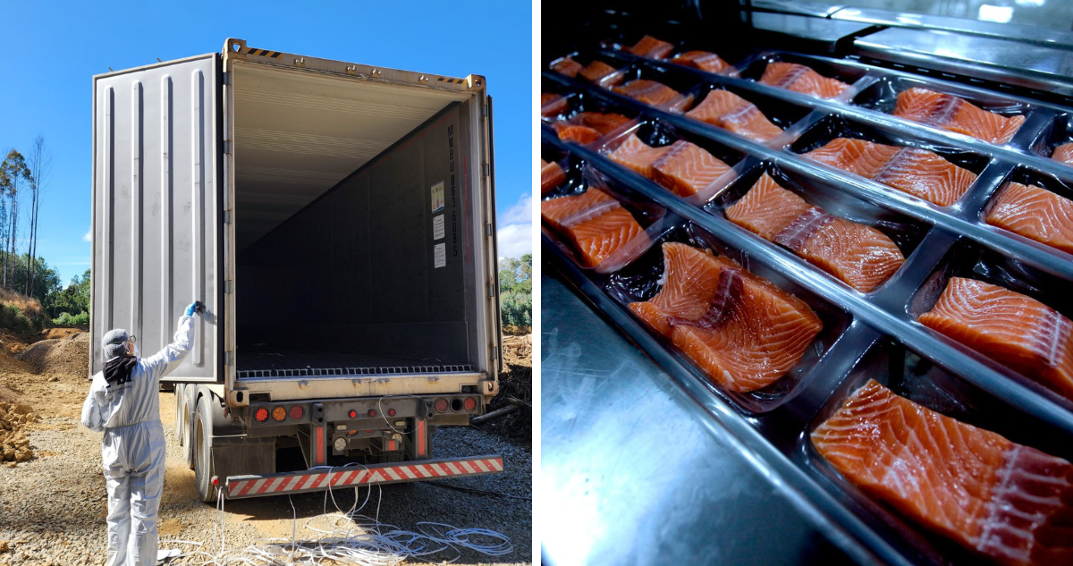 En prisión queda conductor de camión que simuló robo de 40 toneladas de salmones en Mariquina