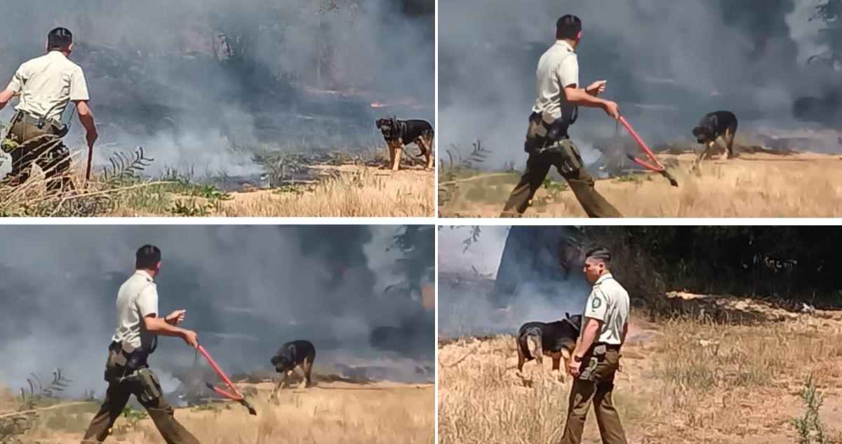 Carabinero rescata a perrito encadenado en medio de incendio forestal en La Araucanía