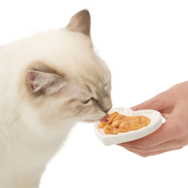 Gato comiendo snack cremoso