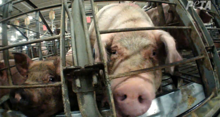 Cerdo mata a hombre en matadero