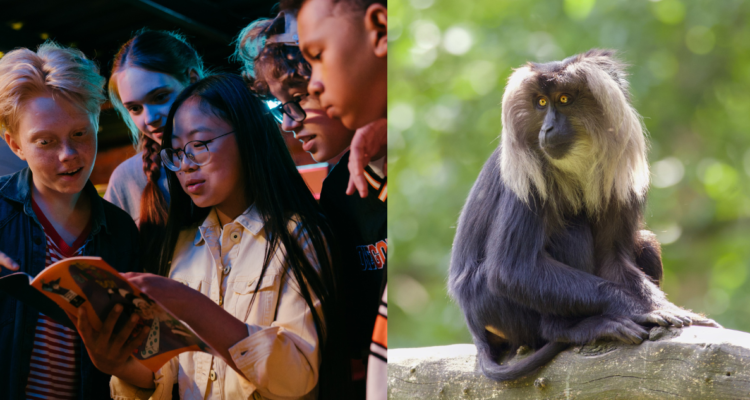 Grupo de adolescentes humanos (izquierda) y un chimpance mirando con curiosidad (derecha)