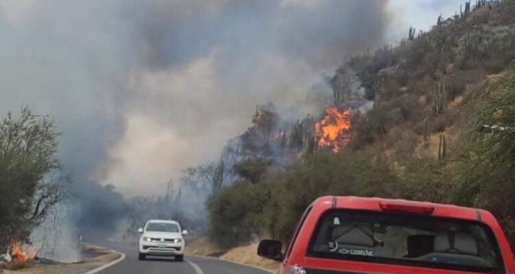 Conaf combate incendio en Isla de Maipo