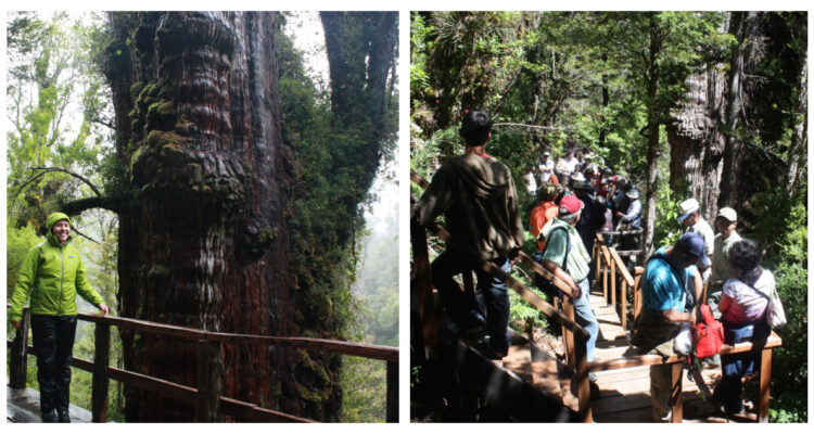 Árbol más antiguo del mundo, en parque de Los Ríos