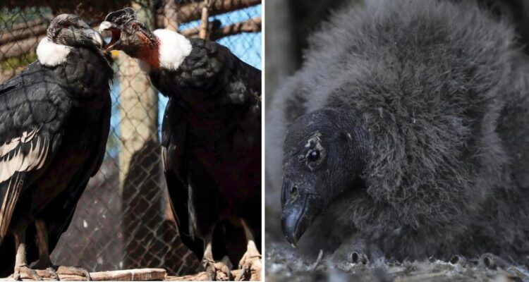 Dos cóndores andinos nacidos en cautiverio esperanzan con aumentar población de la especie