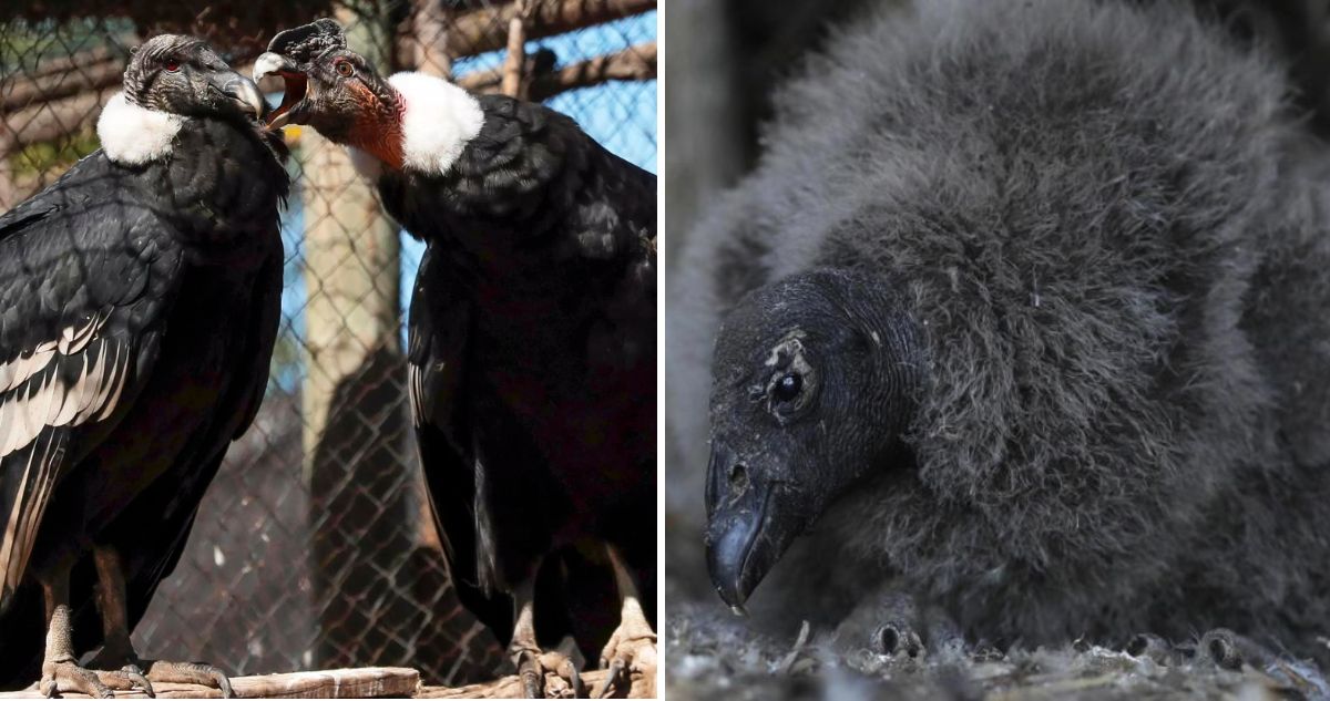 Dos cóndores andinos nacidos en cautiverio esperanzan con aumentar población de la especie