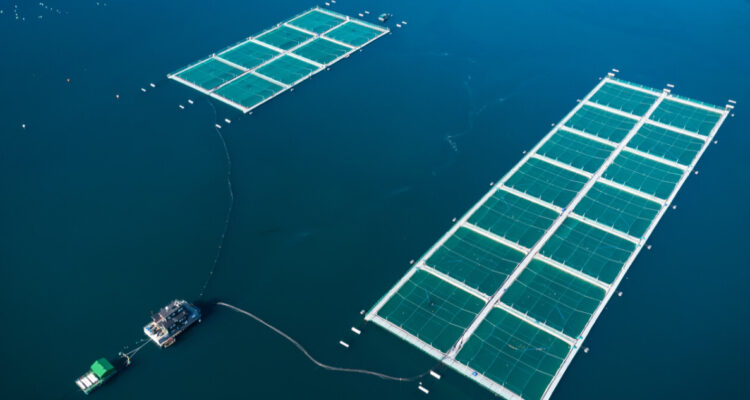 Foto jaula de salmones