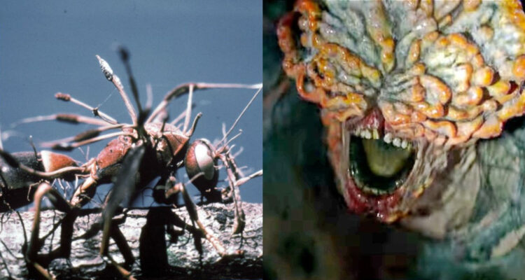 Cordyceps en la vida real y en The Last of Us