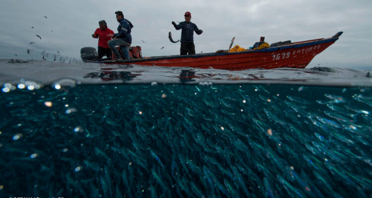 Foto de pesca en Área Marina Protegida de Pisagua