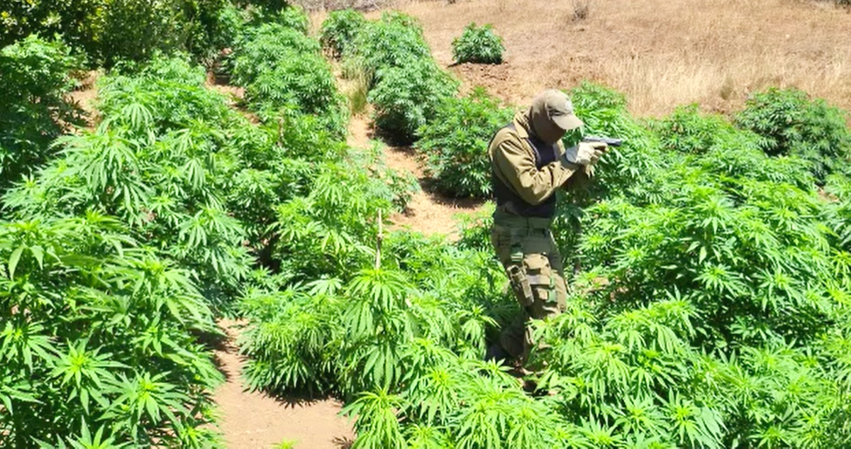 Decomisan gran plantación de cannabis en Los Vilos avaluada en más de $63 mil millones
