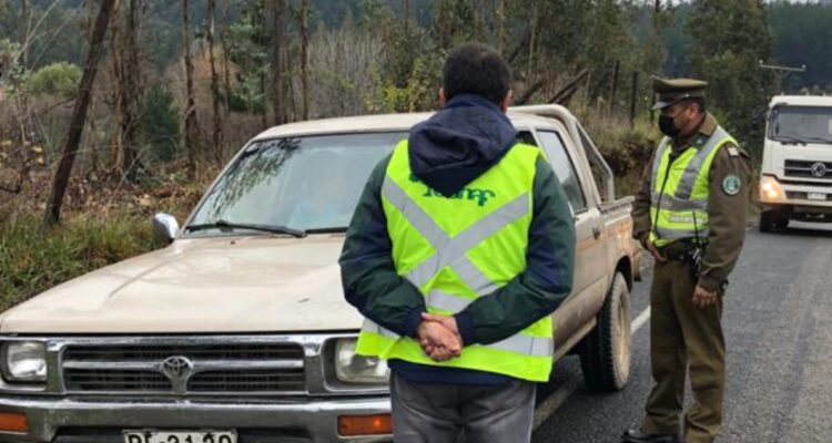 Detienen a dos adultos mayores por hurto de madera en Mulchén: ambos tienen antecedentes policiales
