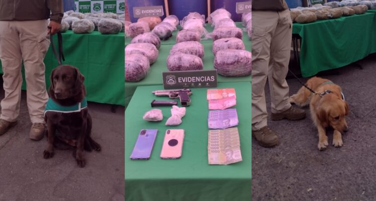 Ahora envían droga en transporte formal a Santiago: un detenido por recibir $900 millones en marihuana