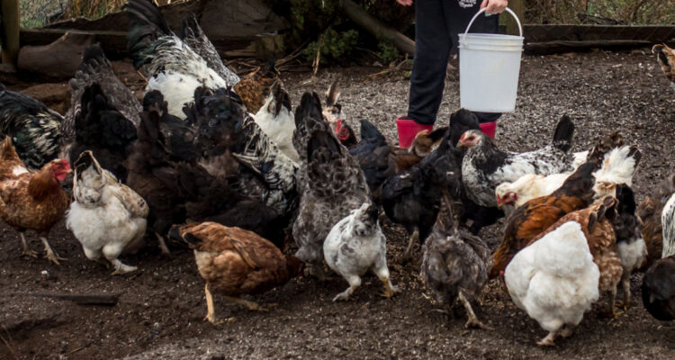 Foto contexto gripe aviar