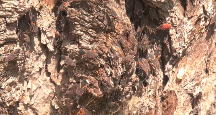 El chinche del arce: qué hacer con el insecto que se tomó las calles de Santiago