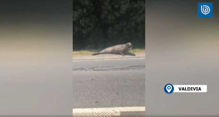 Elefanta marina muere atropellada