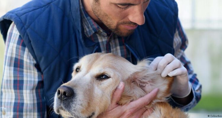 Estudio: adultos que han vivido con mascotas obtienen mejores resultados en memoria cognitiva