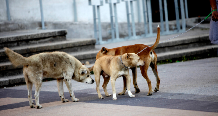 Animalistas denuncian “irregularidades graves” por eutanasia de perros en Concepción