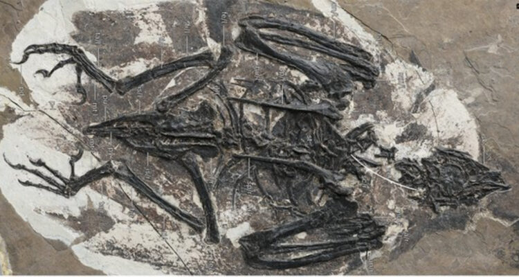 Descubren ave con cabeza de T.Rex en China