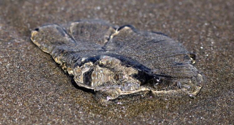 Indicaciones por llegada de fragata portuguesa