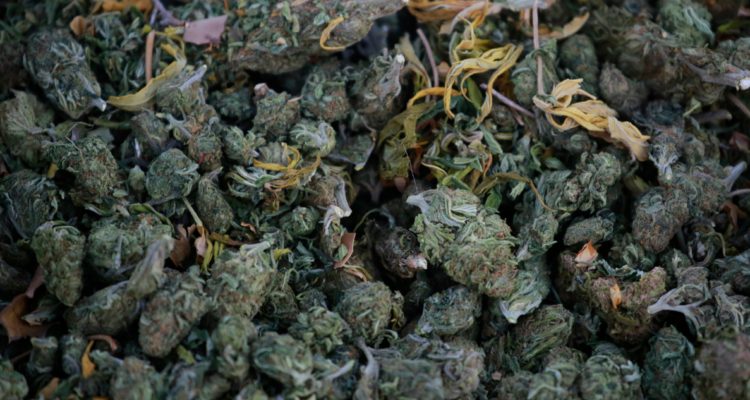 funcionarios públicos microtráfico