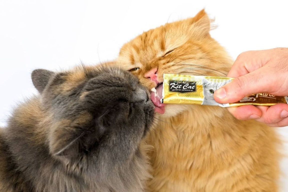 Gatos comiendo snack cremoso