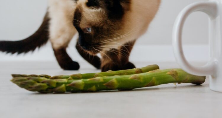 No se recomienda que perros y gatos sigan una dieta vegana