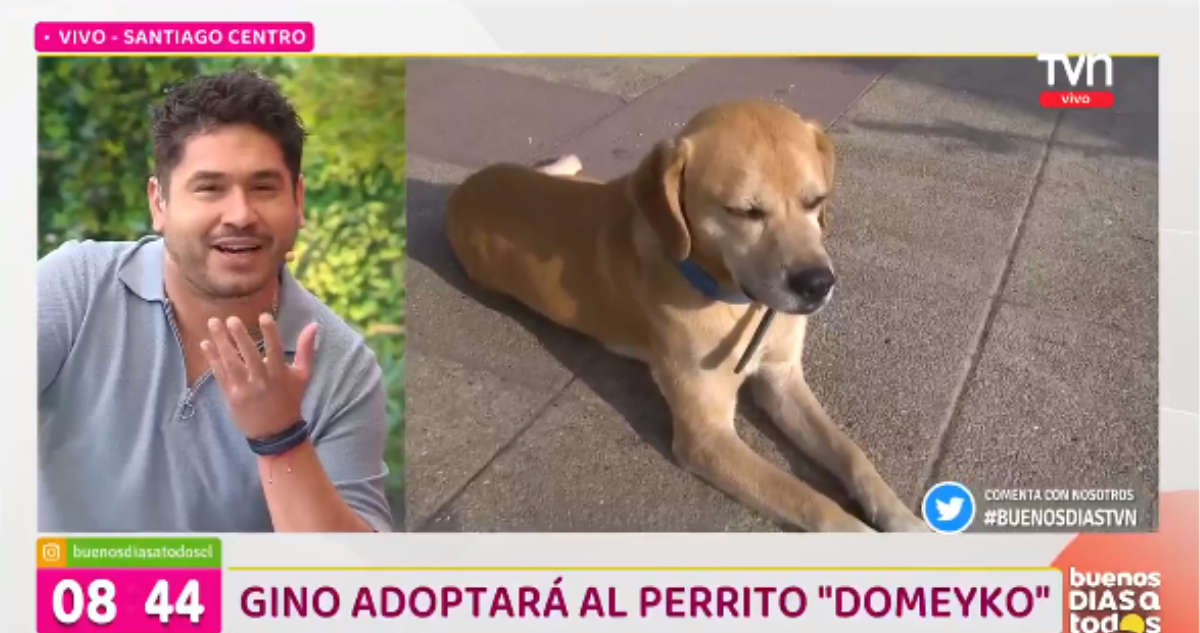 Gino Costa adopta perrito abandonado