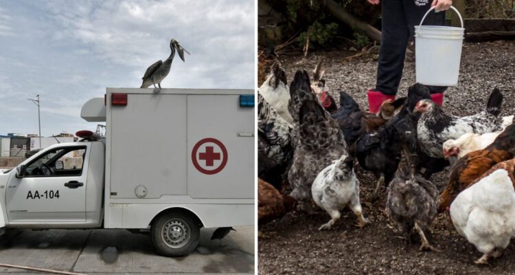 Gripe aviar en Chile: SAG registra 17 especies afectadas y descarta presencia en aves domésticas