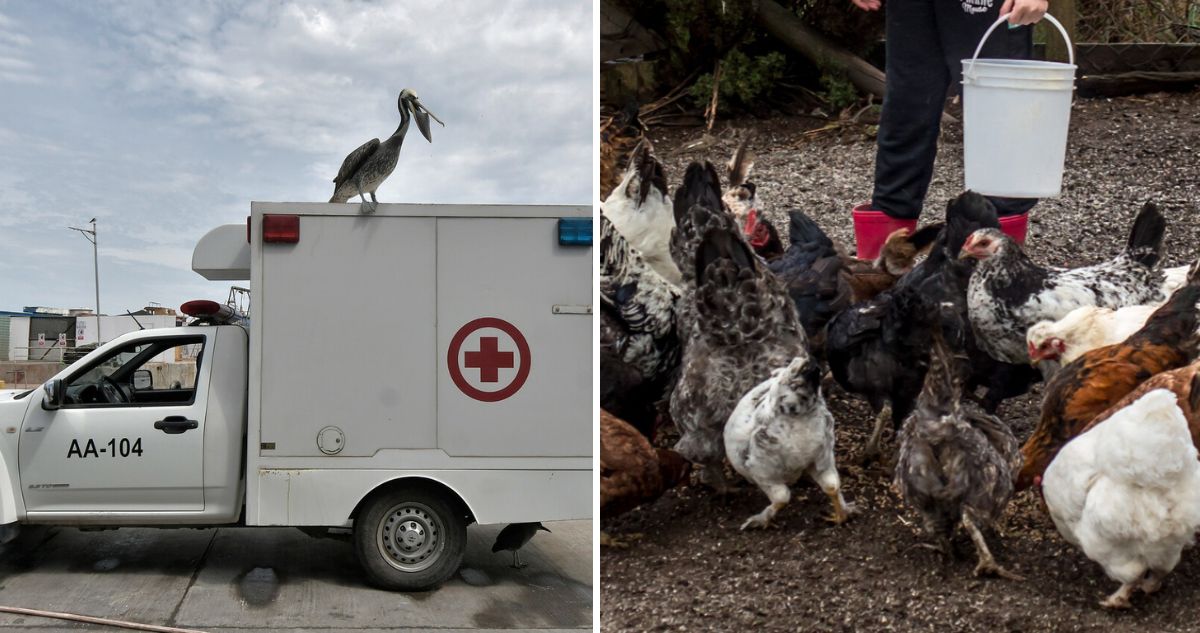 Gripe aviar en Chile: SAG registra 17 especies afectadas y descarta presencia en aves domésticas
