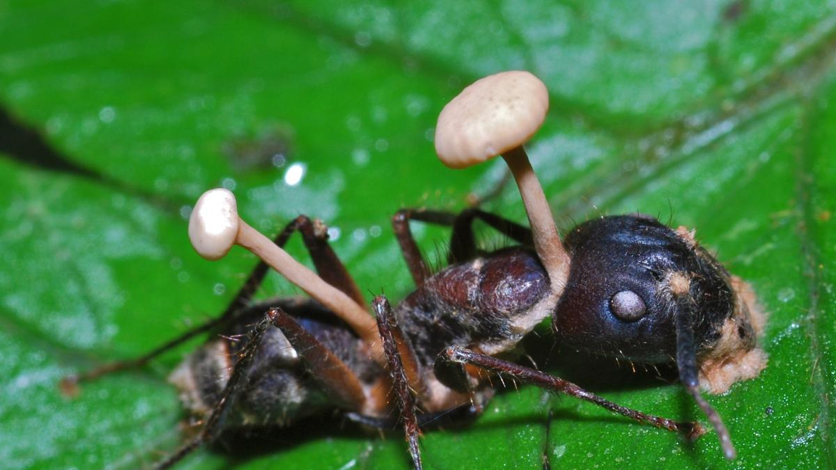 Una hormiga "zombi" infectado con un tipo de hongo cordyceps