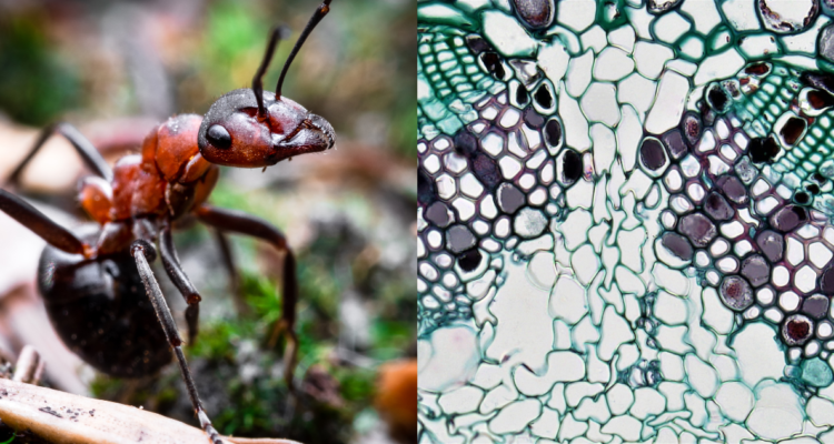 Hormiga (izquierda) e ilustración de células (derecha) en referencia a que las hormigas puede oler células tumorales de cáncer de mama