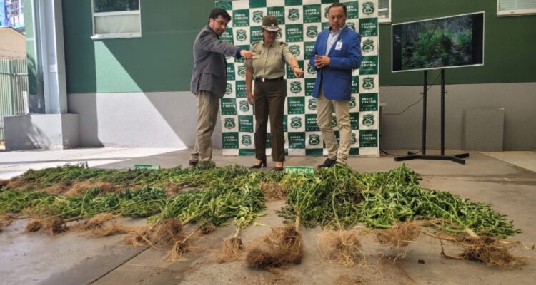 Incautan más de 2.000 plantas de cannabis sativa en Trehuaco avaluadas en cerca de $7.000 millones