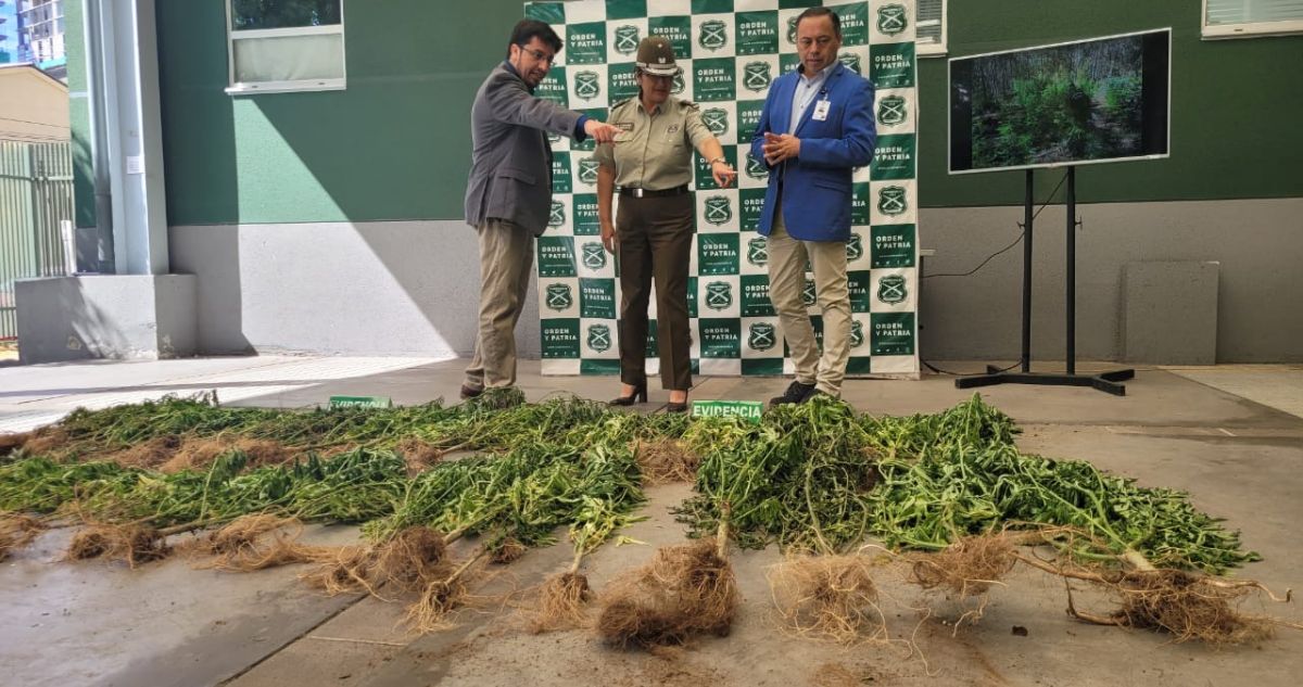 Incautan más de 2.000 plantas de cannabis sativa en Trehuaco avaluadas en cerca de $7.000 millones