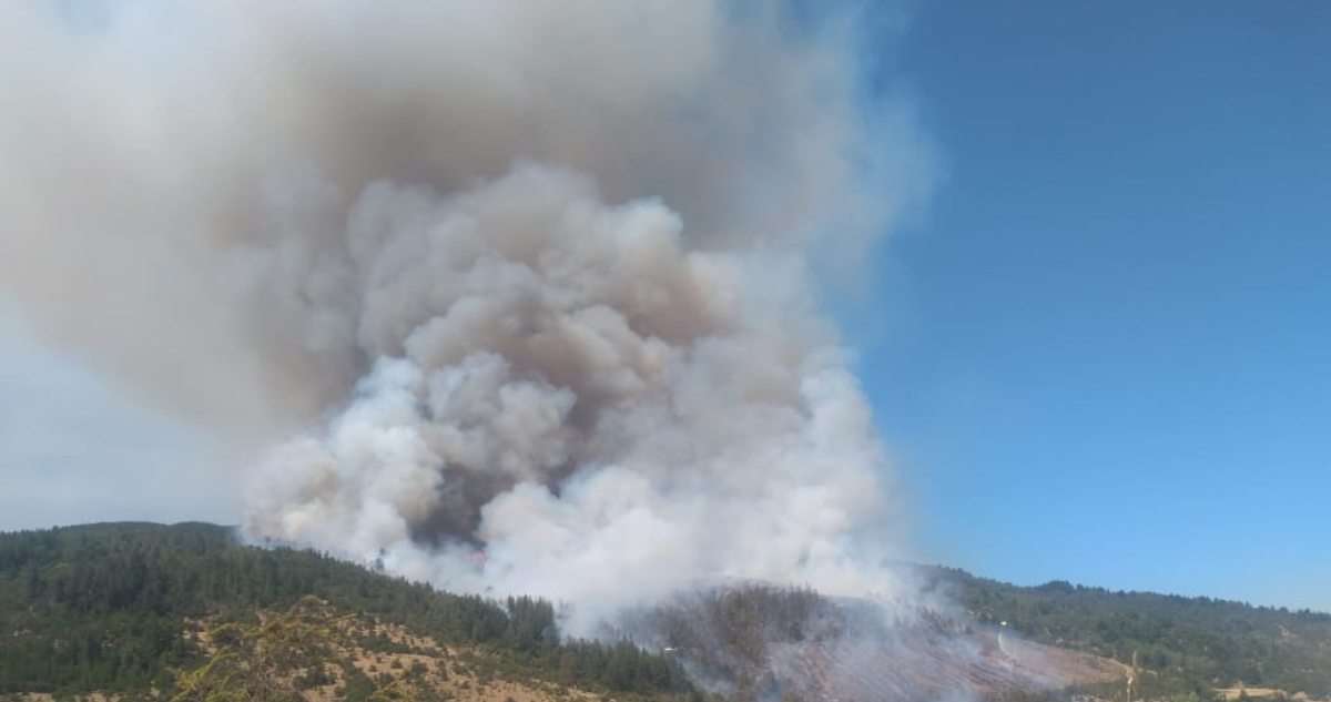 incendio forestal en Ninhue