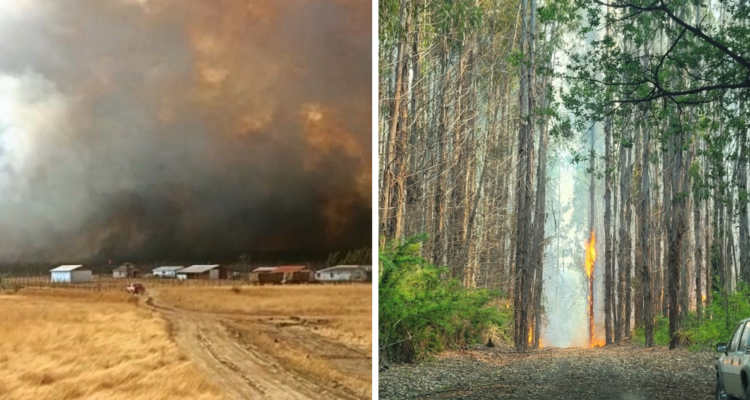 Incendio forestal en los Sauces