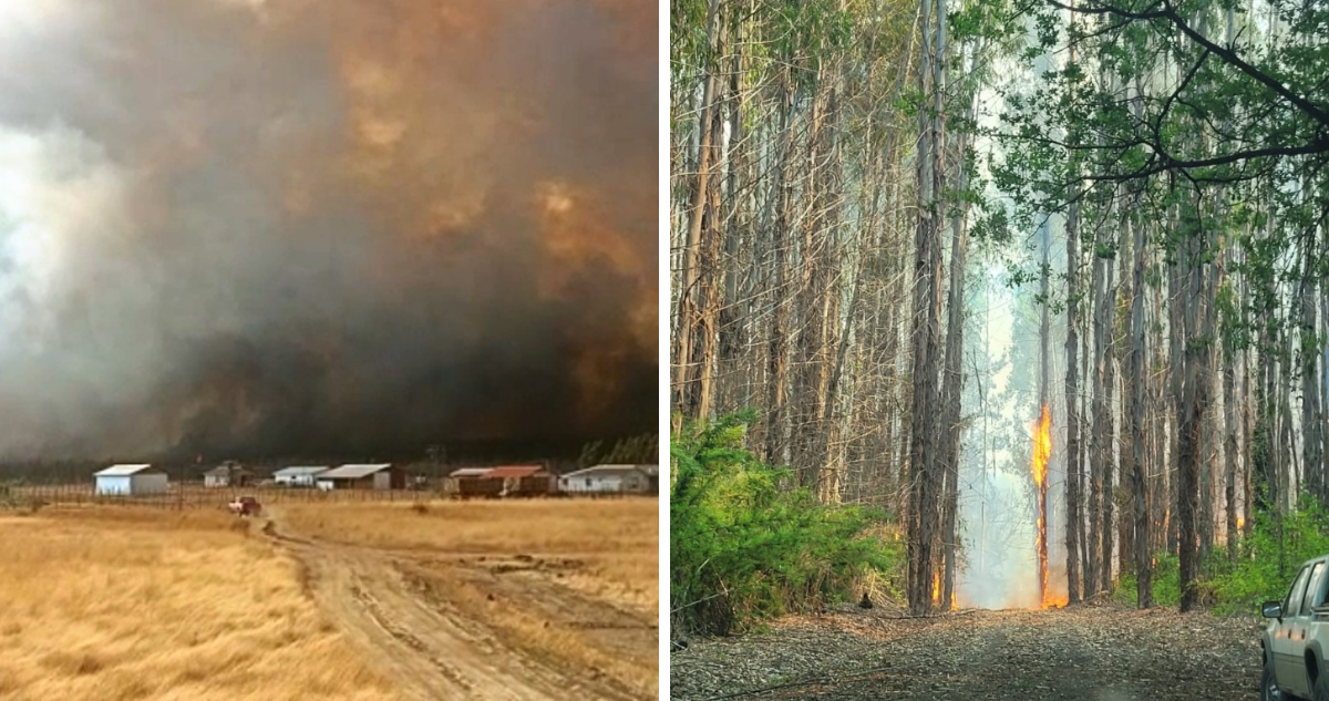 Incendio forestal en los Sauces